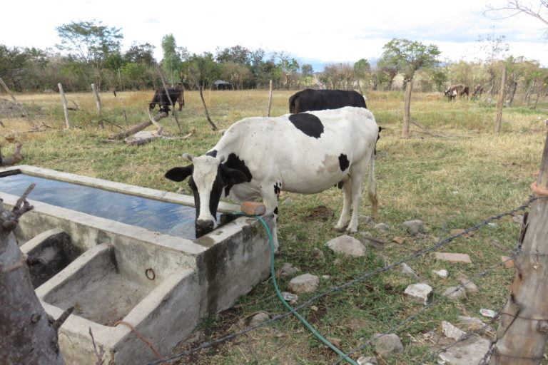 Photograph of a cow drinking water, with brown dry grass in the background.