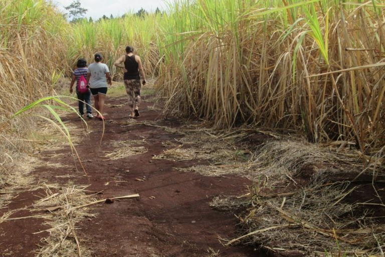 Photograph of three women walking in a cane sugar field.