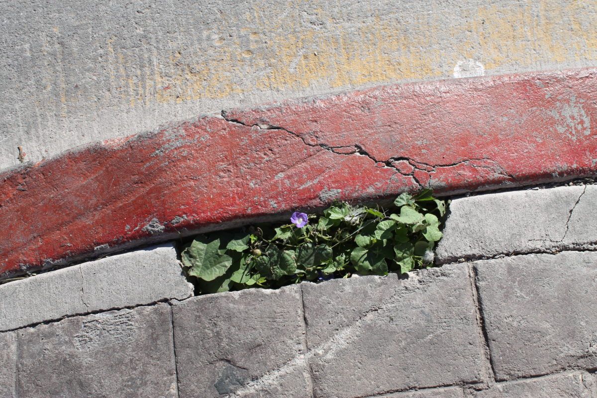 A flower growing in the cracks of a sidewalk.