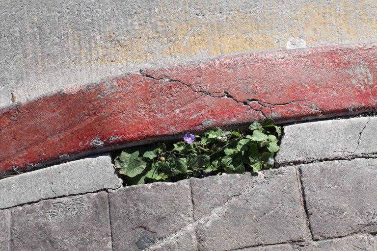 A flower growing in the cracks of a sidewalk.