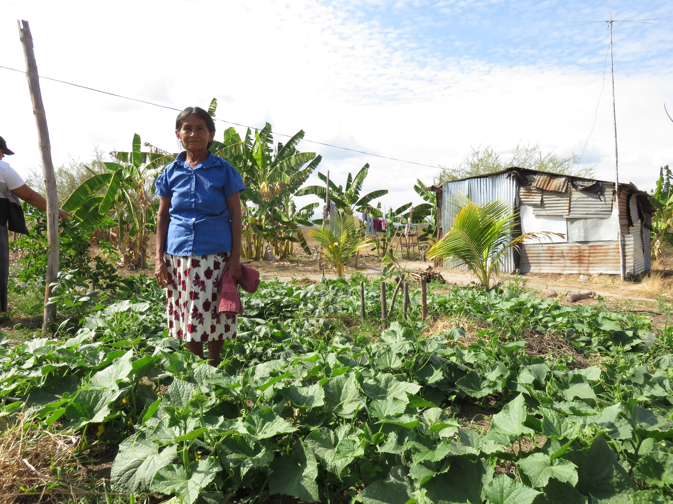 Maria Antonia, an older ESPERA woman living in El Salvador, stands in a field of cabbage in front of her home.